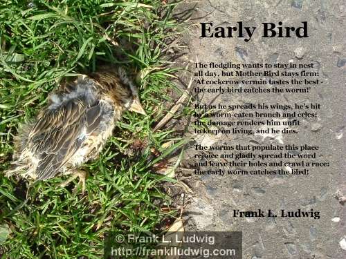 1 - Early Bird Poem